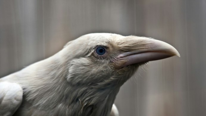 Second leucistic Crow