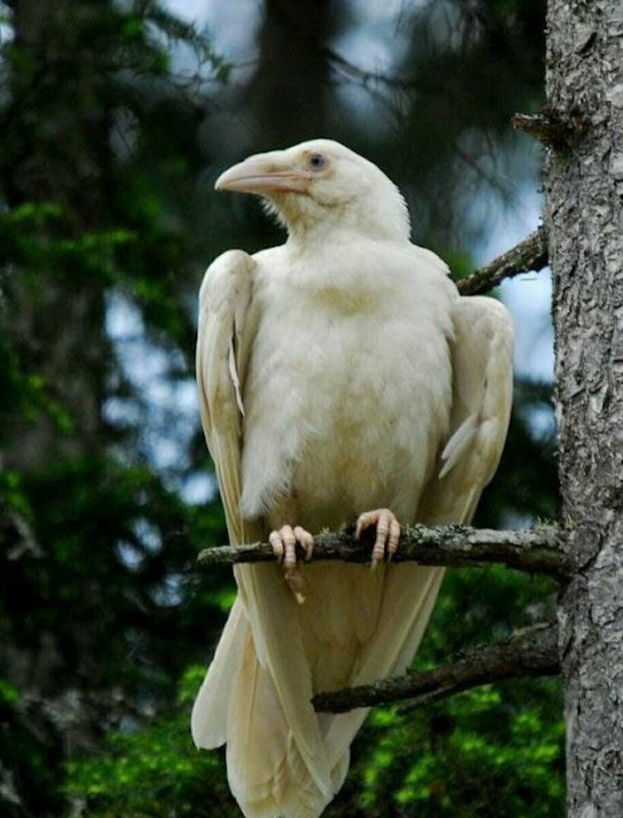 Коршун альбинос