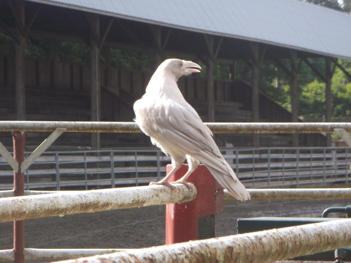 Albino Raven