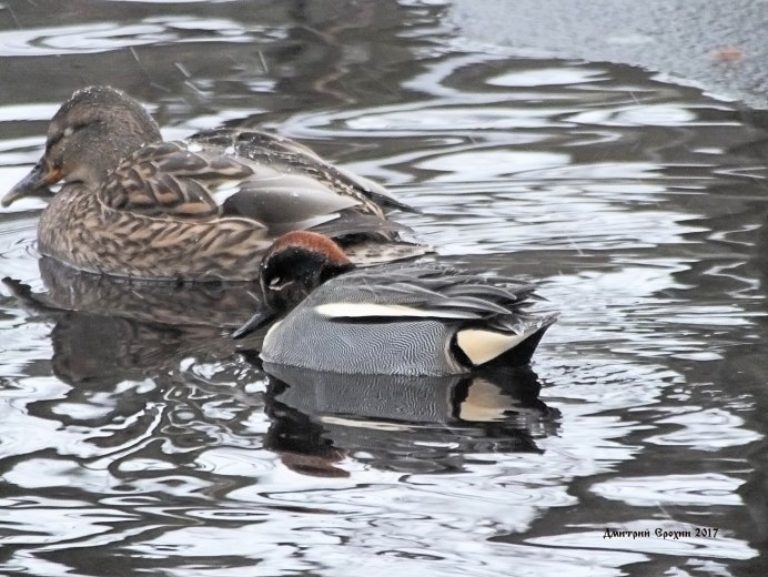 Каролинская утка