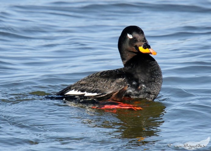 Белокрылый Турпан