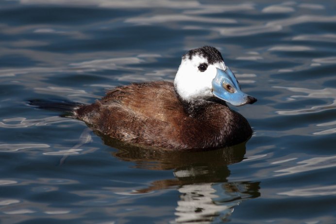Хохлатый крохаль