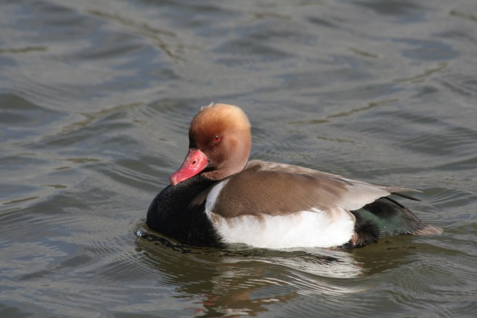 Белокрылый Турпан