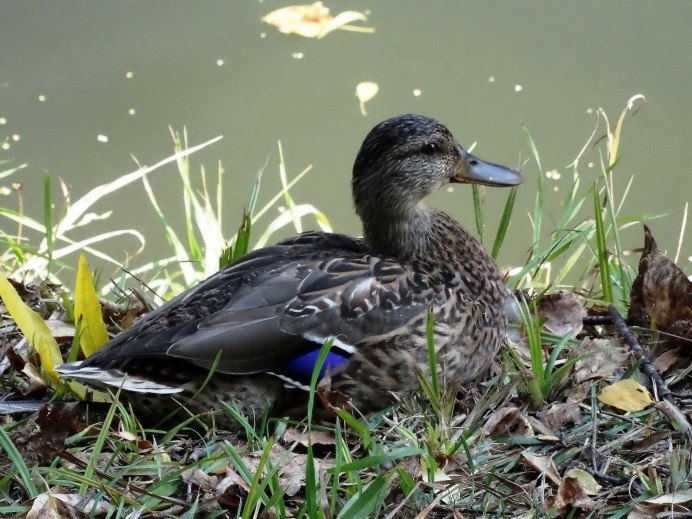 Дикие утки пеганка
