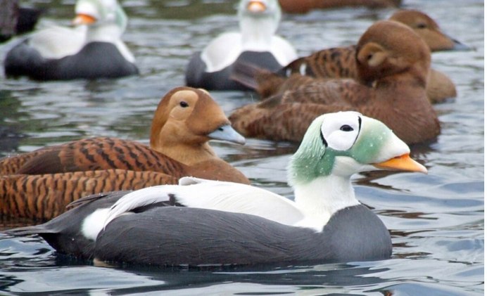 Сухонос Anser cygnoides