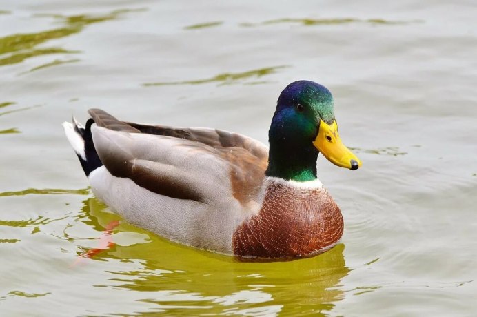 Черная гагара лысуха