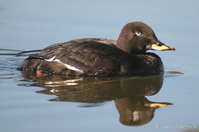 Семейство Утиные представители