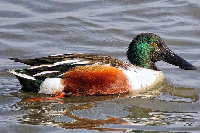 Утка поганка чомга