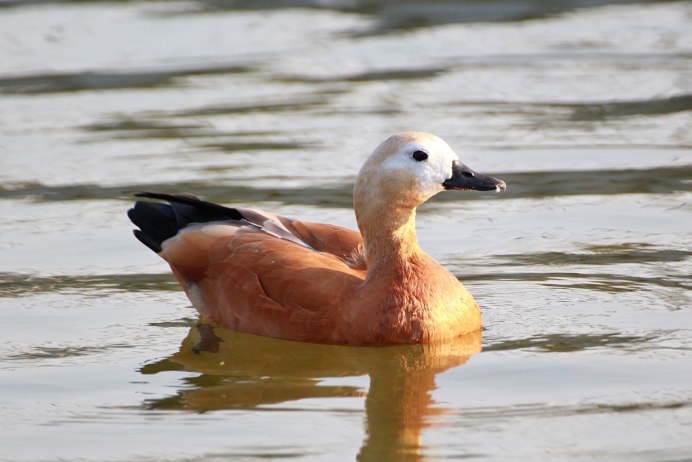 Турпан Огарь