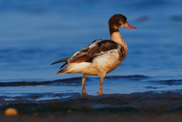 Утята дикой утки кряквы