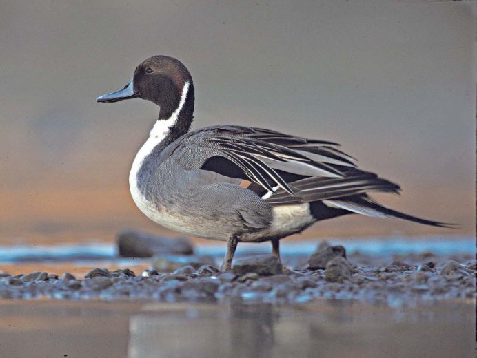 Поганка малая (Podiceps ruficollis)
