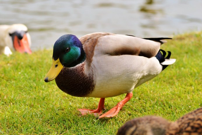 Амазонский чирок