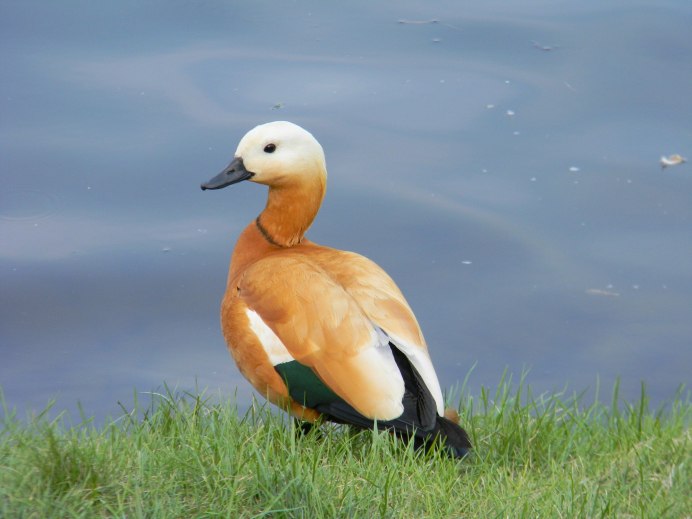 Большая поганка чомга