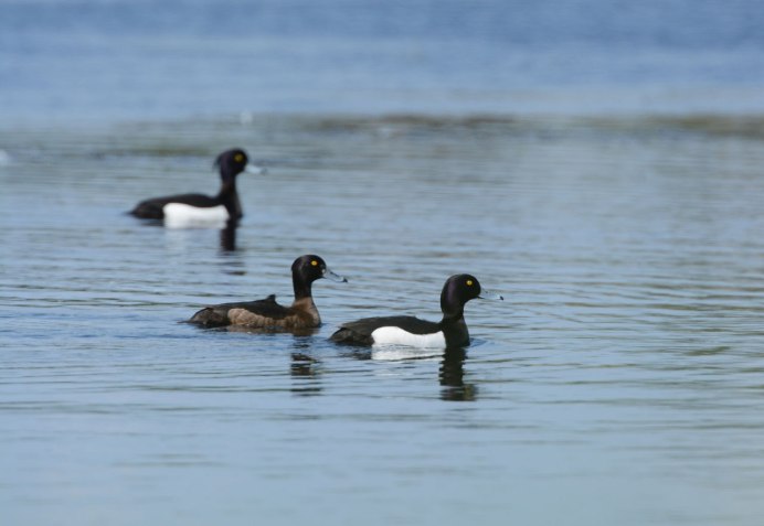 Нырок чомга