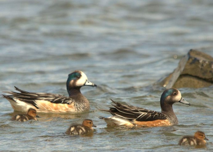 Птицы Израиля водоплавающие