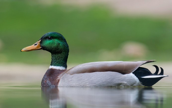 Гага птица Полярная
