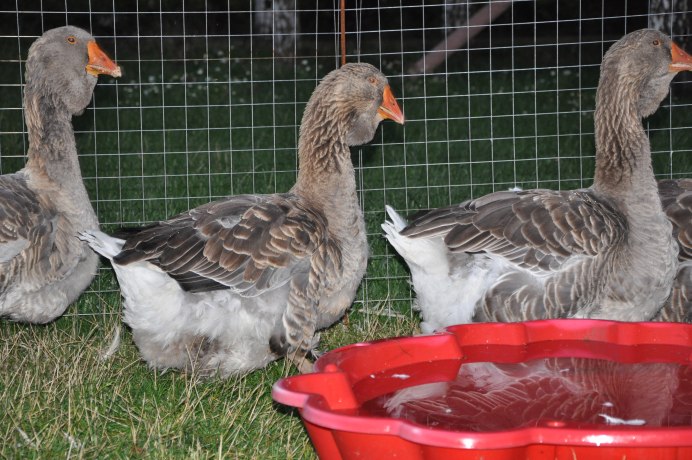 Гусь лохматый