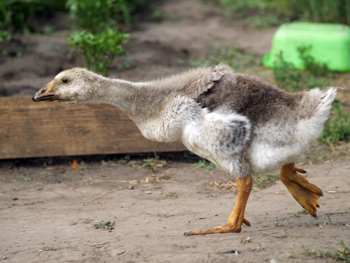 Тульские прямоносые гуси