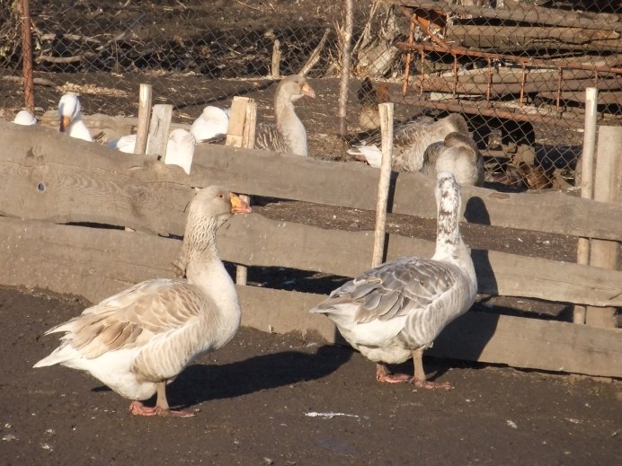 Гуси ландские хохлатые