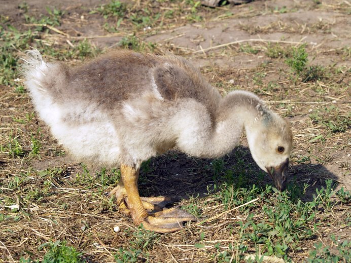 Симметрия животного гуся