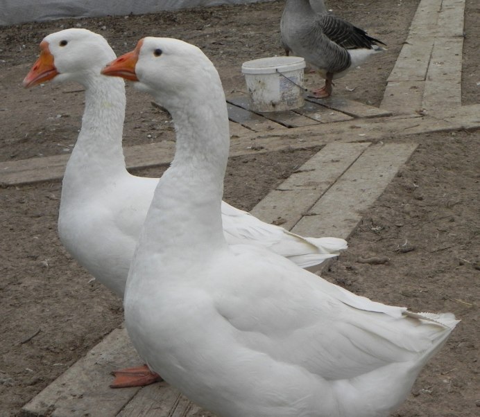 Холмогорские гуси