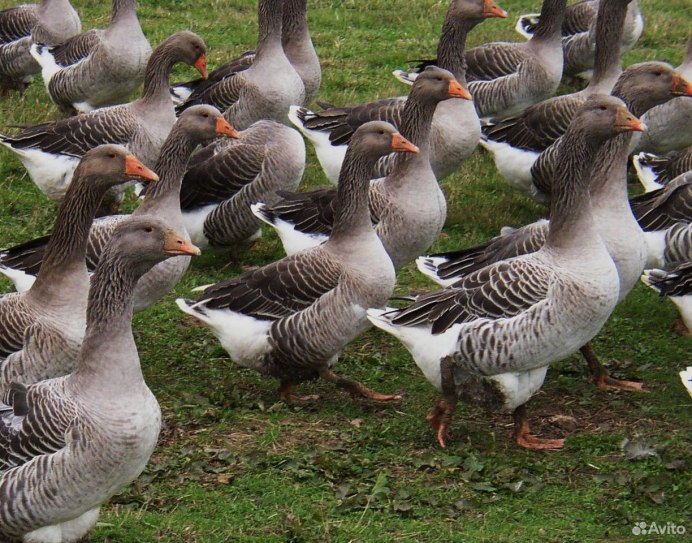 Два гуся на снегу