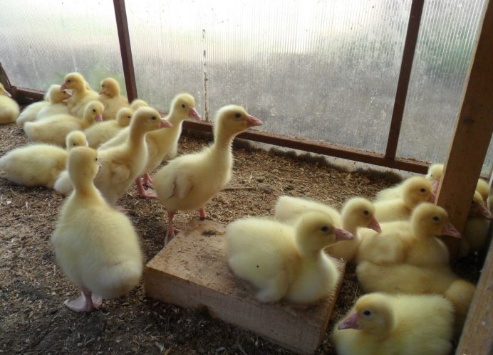 Дикие гуси Кубани