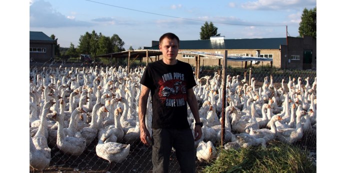 Холмогорские гуси