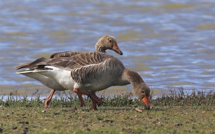 Гуси ландские хохлатые