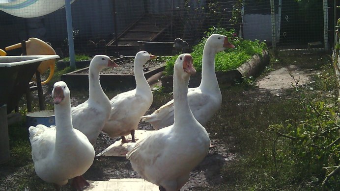 Белый Гусь