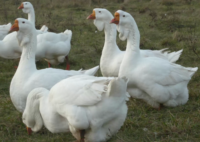 Гуси породы Линда