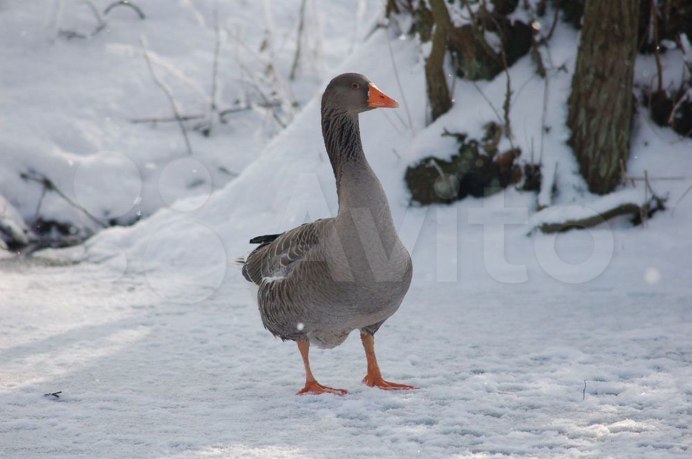 Кубанские гуси
