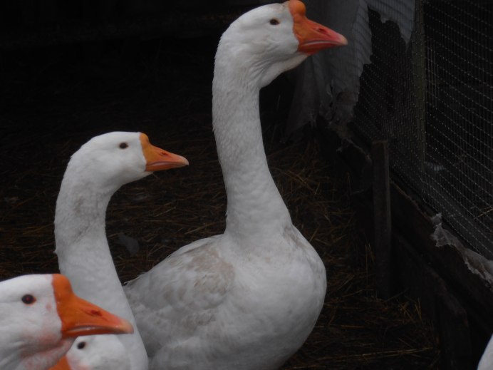 Гуси Линда серые