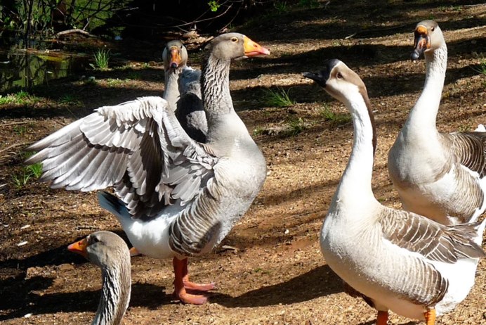 Гуси ландские хохлатые