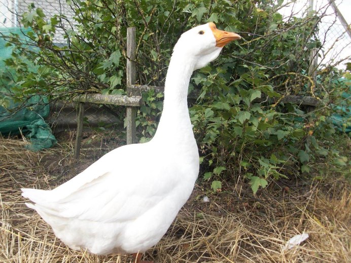 Порода гусей Ландау