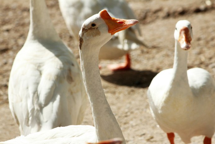Гуси породы Линда