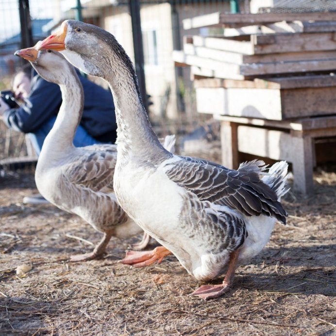 Гуси Холмогорские чупатый