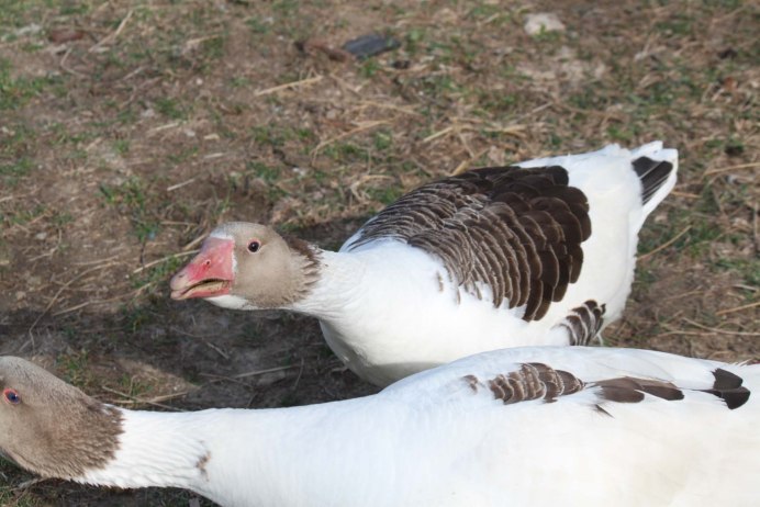 Гусь ландской хохлатый