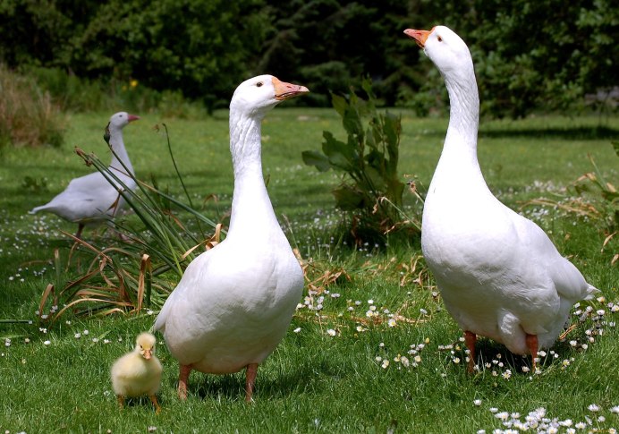 Гусь Шадринский серый