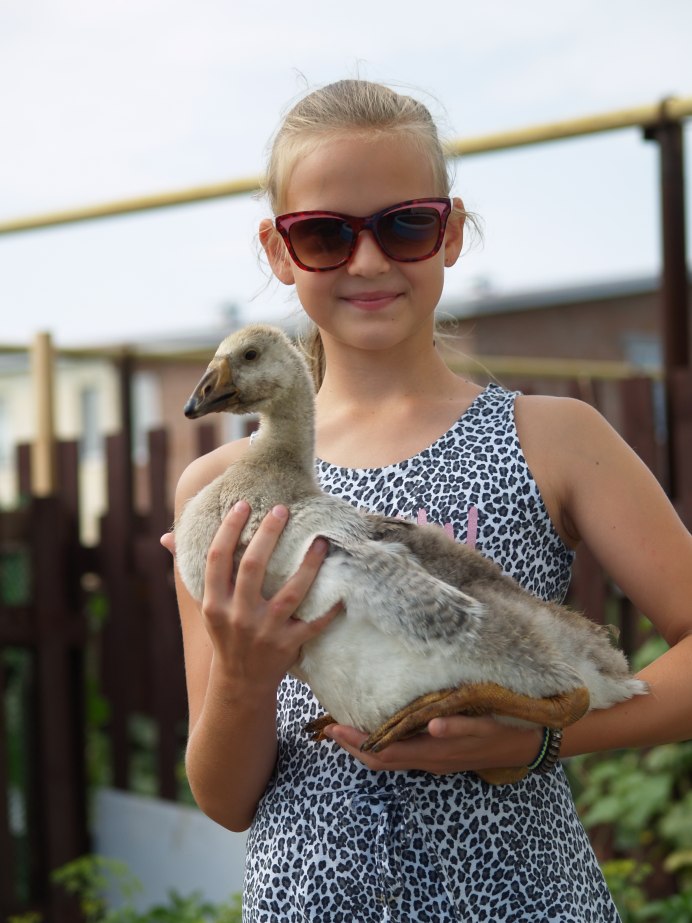 Гонять гусей