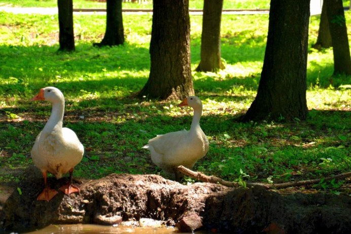 Татарский Гусь