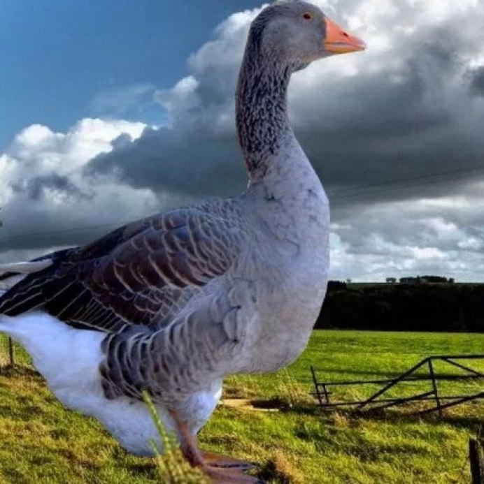 Тулузская порода гусей