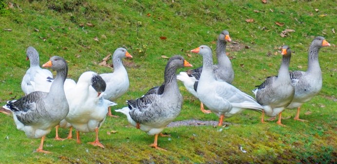 Средний вес тушки гуся породы Линда