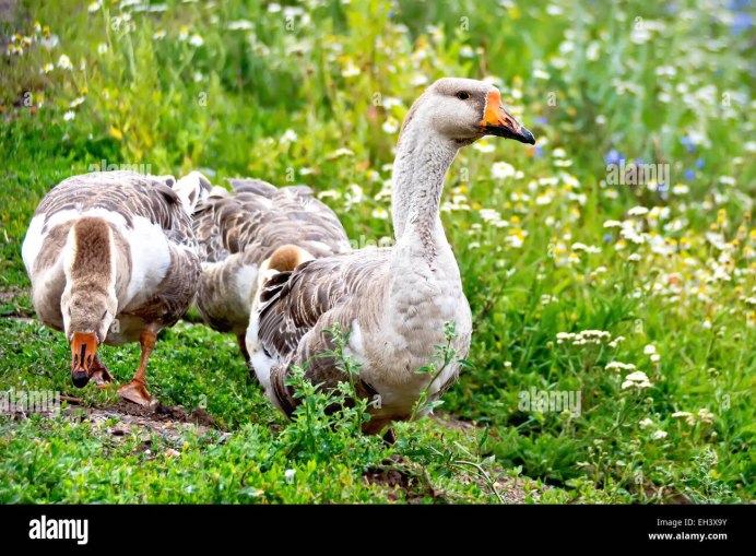 Гуси во Франции