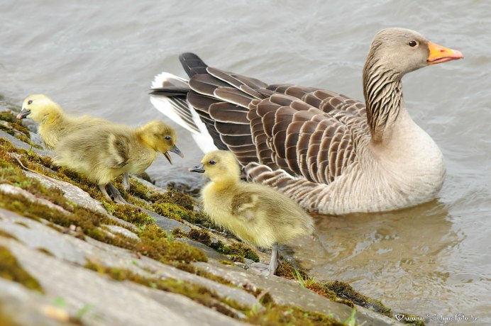 Маленький Гусь