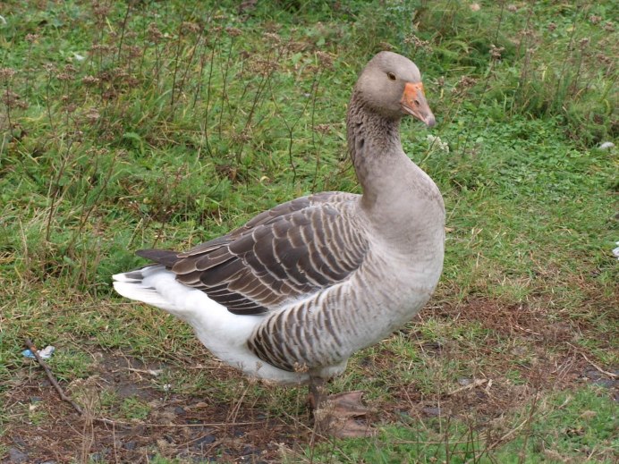 Гуси на пастбище