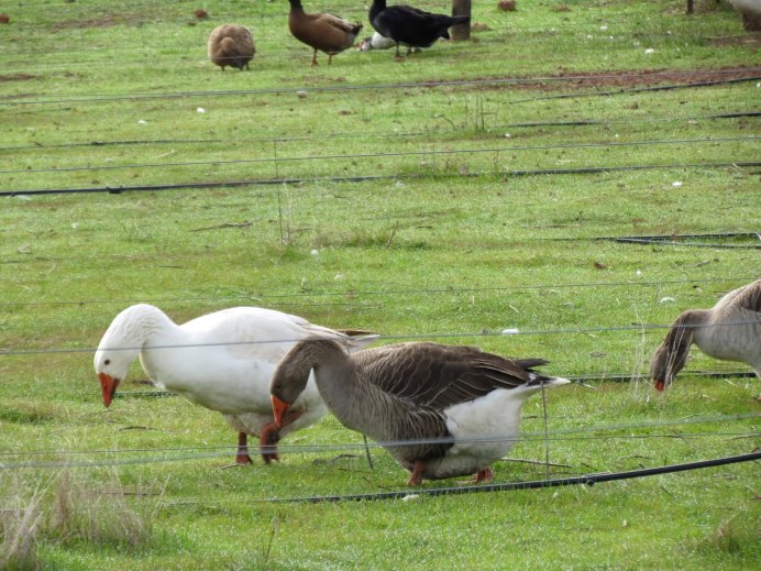 Серый Гусь птенцы