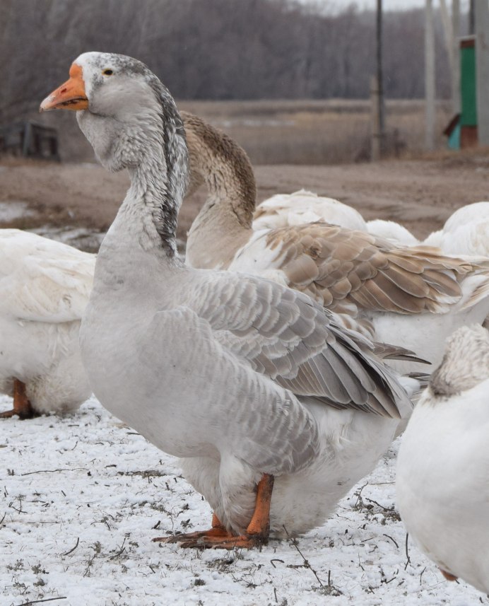 Гуси ландские хохлатые