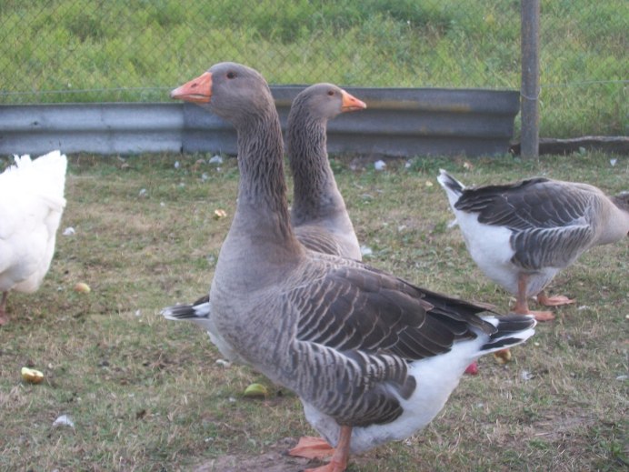 Порода гусей Гергуль