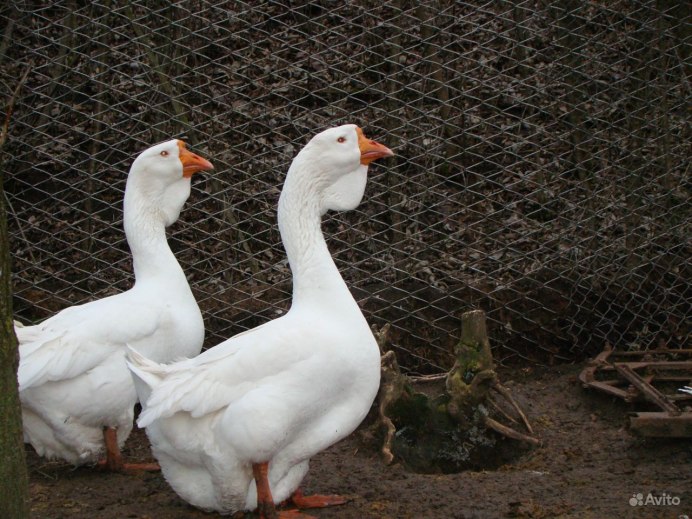 Серые гуси порода
